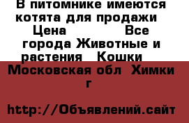 В питомнике имеются котята для продажи › Цена ­ 30 000 - Все города Животные и растения » Кошки   . Московская обл.,Химки г.